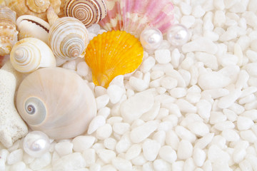 Seashells and pearls on white stones background