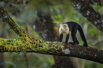White-faced Capuchin - Cebus capucinus, beautiful bronw white faces primate from Costa Rica forest.