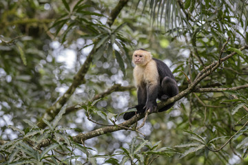 White-faced Capuchin - Cebus capucinus, beautiful bronw white faces primate from Costa Rica forest.
