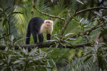 White-faced Capuchin - Cebus capucinus, beautiful bronw white faces primate from Costa Rica forest.