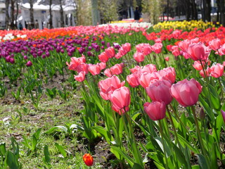 チューリップ