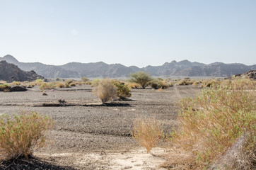 Shrubland in remote place in Oman with tiny bushes