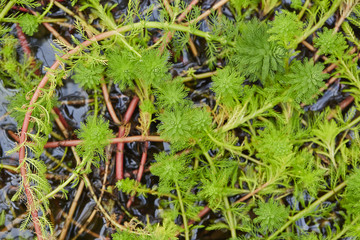 Green underwater plant