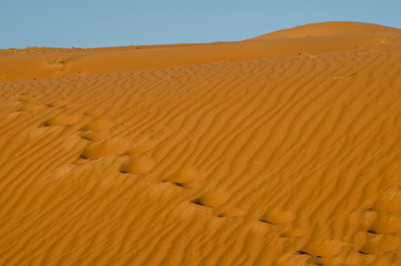 Fototapeta na wymiar Sand dunes with wind pattern in Wahiba sands desert in morning light
