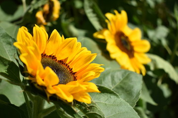 sunflower 