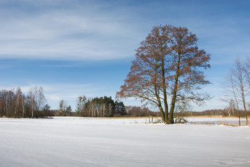 Obraz premium A large tree on a snowy meadow