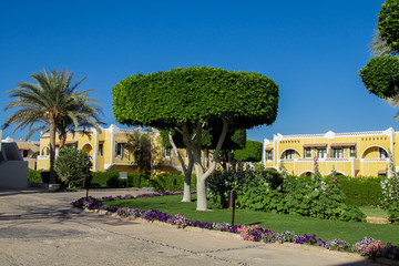 Spectacular beautiful round crown of bay laurel tree on the green alley with flowers and palm trees