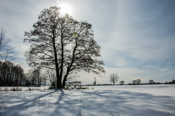 Sun over the tree in a winter day