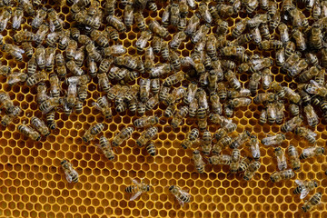 A fragment of a honey cell with bees. Natural background.