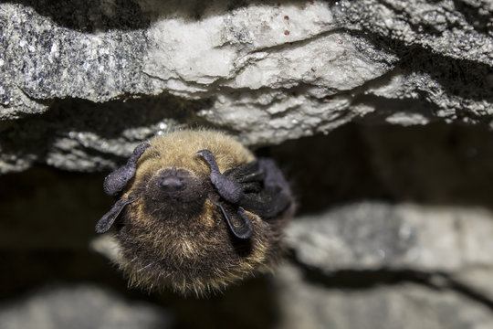 bat is sleeping on rocks in a cave