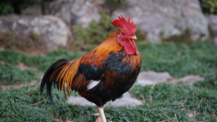 高知大神宮の神鶏
