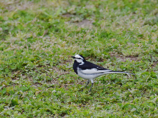 a water wagtail / 水辺の小鳥 - ハクセキレイ