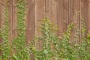 wooden fence with flowers