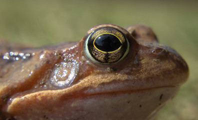 Detail eye common frog in the wild