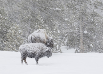 bison in a windy blizzard in the forest