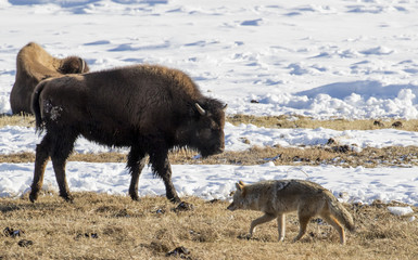 coyote and bison exchange glance in winter yellowstone © sbthegreenman