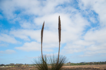 Plants on the sky of Long Beach, California. California is known with a good wether located in United States.