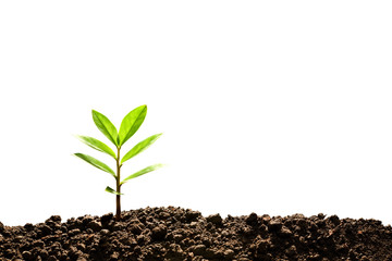 Green sprout growing out from soil isolated on white background