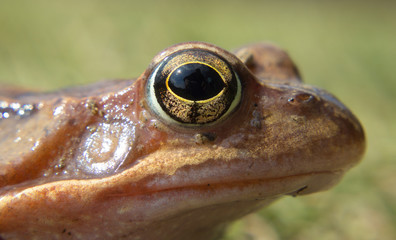 Detail eye frog in the wild on a green background