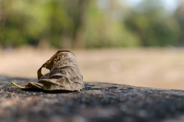 Closed up Dried Leaf on a Rock.