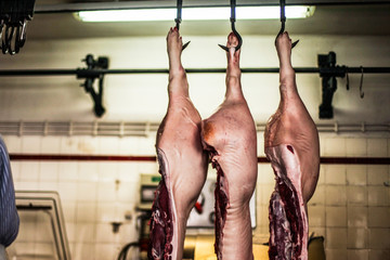 half dead pigs hanging in a slaughterhouse after killing from a butcher