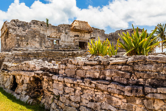 Agave plant on the old ruined wall with ancient Mayan temple in the background, Tulum, Yucatan, Mexico