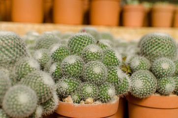 Closed up Small Cactus or Succulent mini Plant on Pots in a Garden.