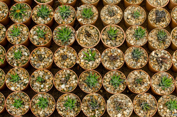 Top View of a Pattern Small Cactus or Succulent mini Plant on Pots in a Garden.