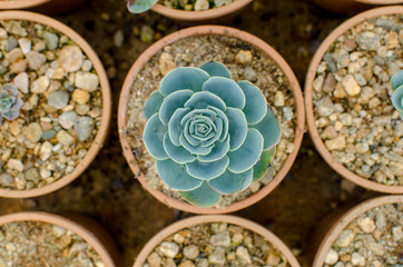 Closed up Small Aloe Cactus or Succulent mini Plant on Pots in a Garden.