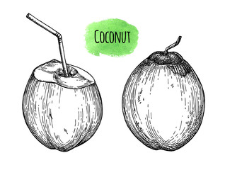 Ink sketch of young green coconuts.