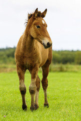 Naklejka na ściany i meble The foal of a bay colour is standing in a meadow. The cub of a horse is on free-ranging in a field. The horsey is walking on a freedom in a summer day. The one bronco is on the pasture.