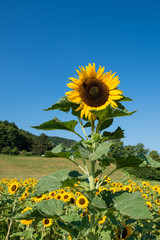 Sonnenblume