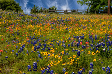 Bluebonnets and yellow wildflowers.