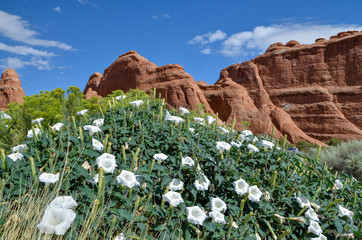Sacred Datura wild flowers near Devils Garden trailhead Arches National Park, Moab, Grand County,...