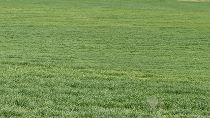 Background of green lawn that is lost in infinity.