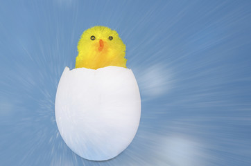 Little toy yellow chick in the eggshell