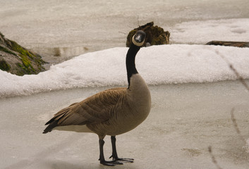 Canadian goose walking on ice, what going on?