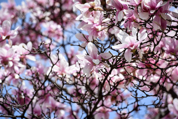 Spring flowers magnolia blossom tree on a bright sunny day