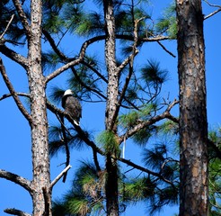 Bale Eagle In the Wild