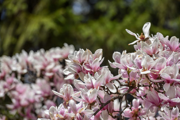 Spring flowers magnolia blossom tree on a bright sunny day