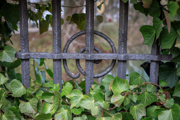Detail Gr&uuml;ner Efeu rankt sich um ein altes Fenstergitter in der Mauer   