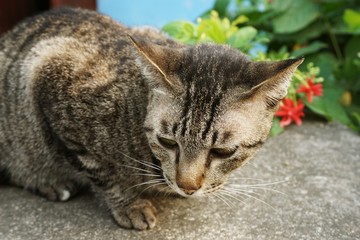 Naklejka na ściany i meble cute tabby cat on cement floor