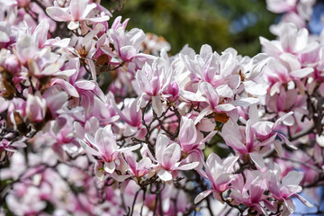Spring flowers magnolia blossom tree on a bright sunny day