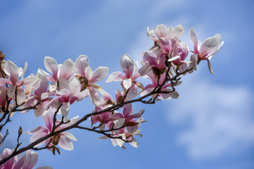 Spring flowers magnolia blossom tree on a bright sunny day