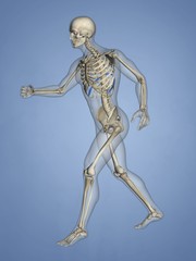 Ninth Rib, Rib Cage, 3D Model