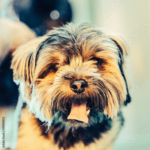 Female Groomer Haircut Yorkshire Terrier On The Table For