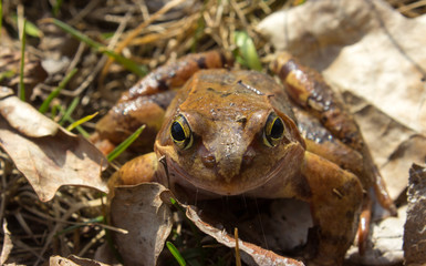 Common frog in the wild on the dry leaves