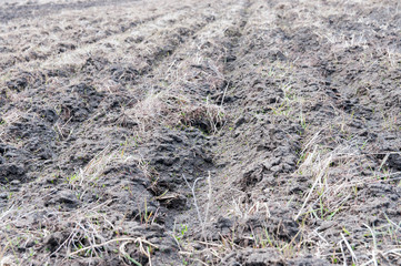Empty agricultural field at springtime on a sunny day in Transylvania.