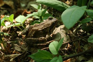 grenouille rousse dans un bois