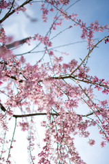 Fototapeta premium Sakura Days